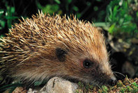 Los micromamíferos del Parque Natural de la Sierra de Montsant